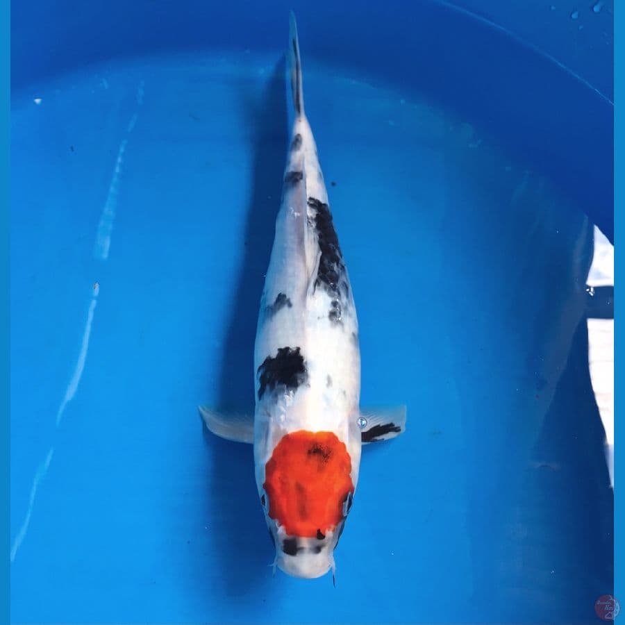 tancho showa 33cm