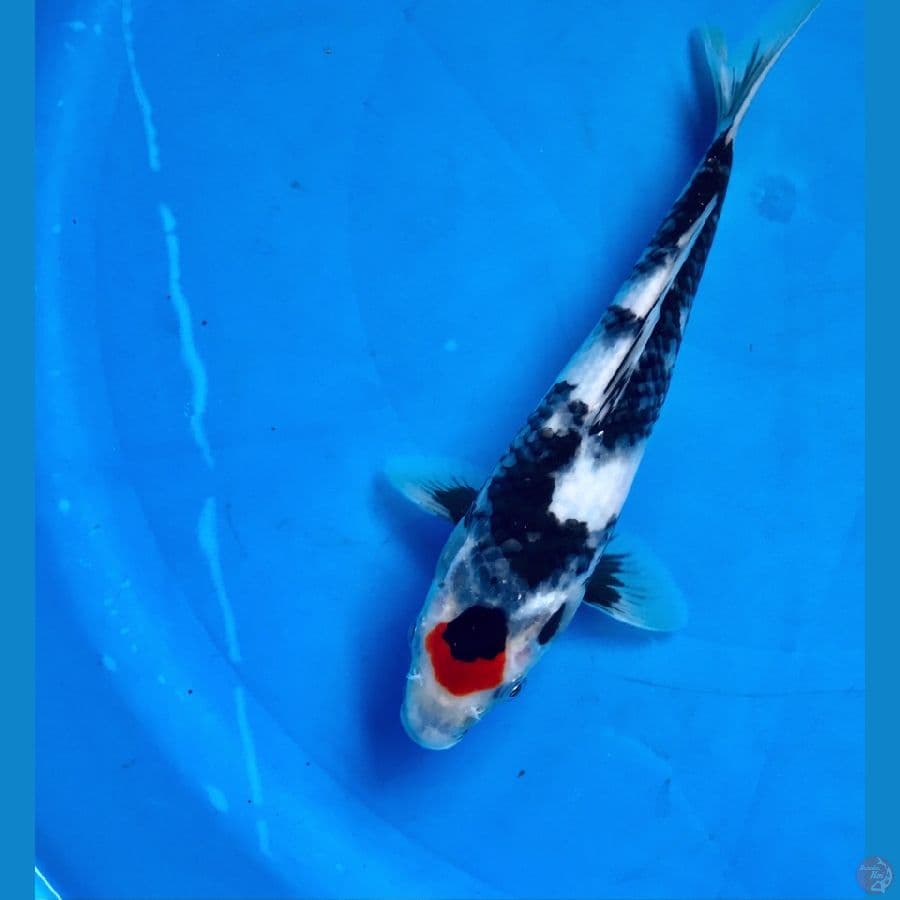 tancho showa 25cm