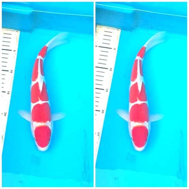 Maruten Kohaku 5 Step Doitsu Murni