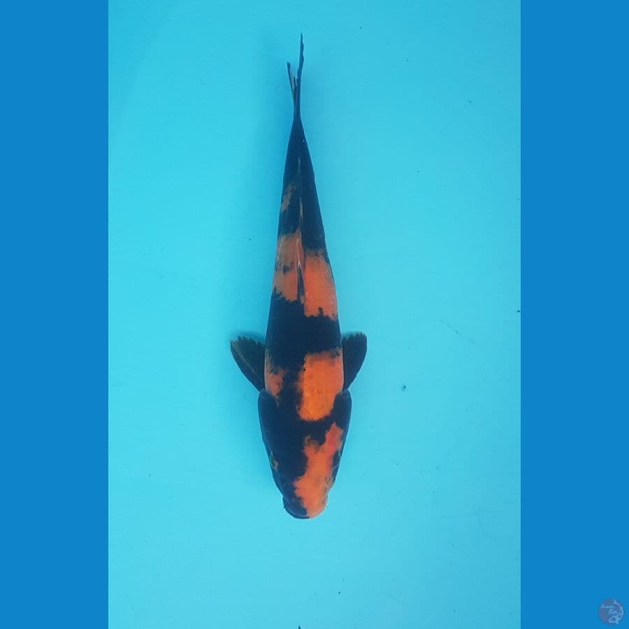 hi utsuri 26cm