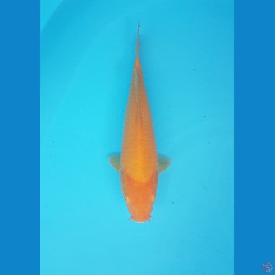 karashi mango 27cm