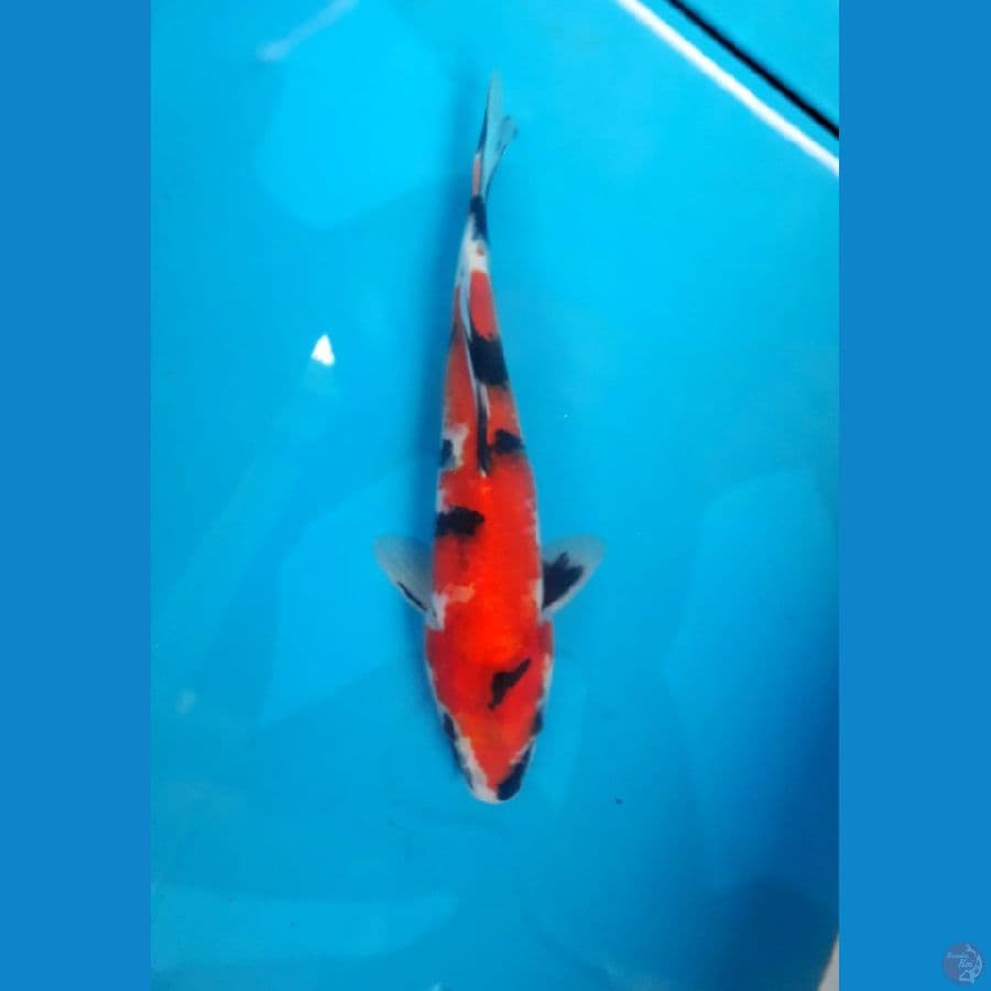 Showa 30 Cm