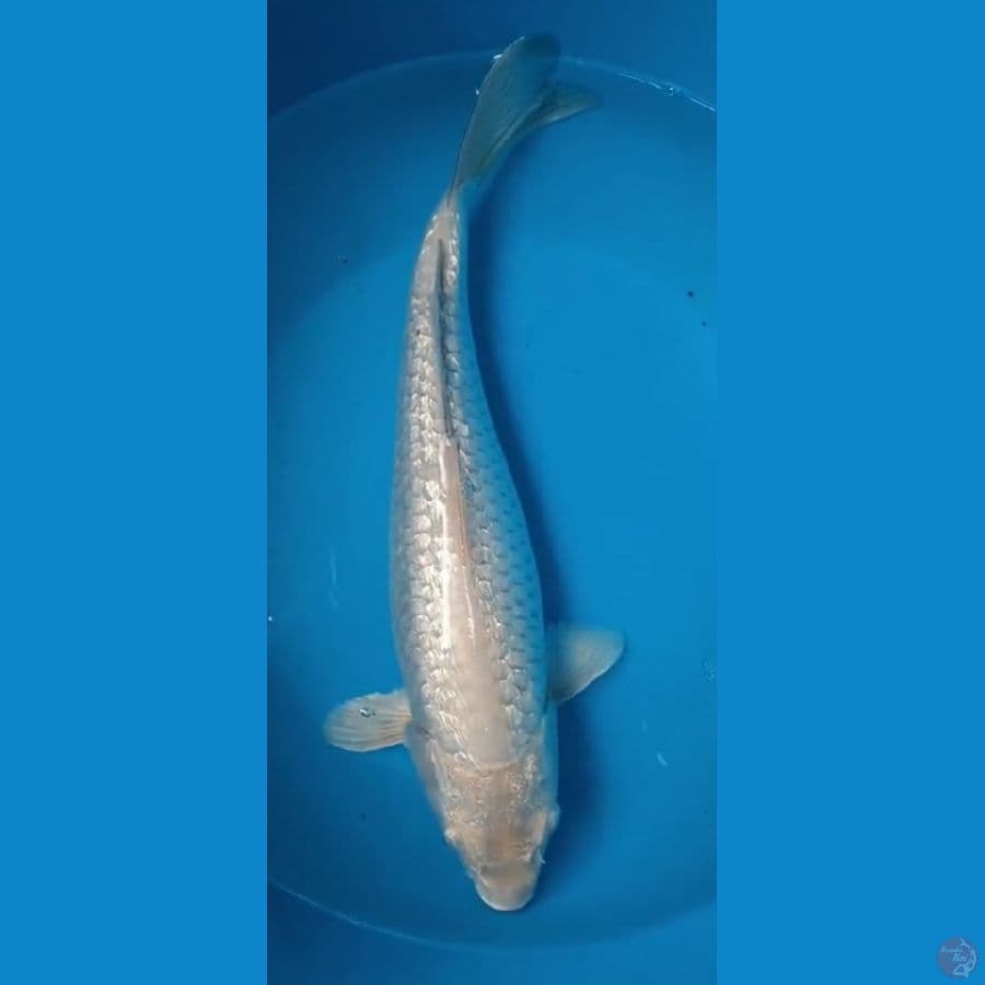 soragoi Ginrin 30cm