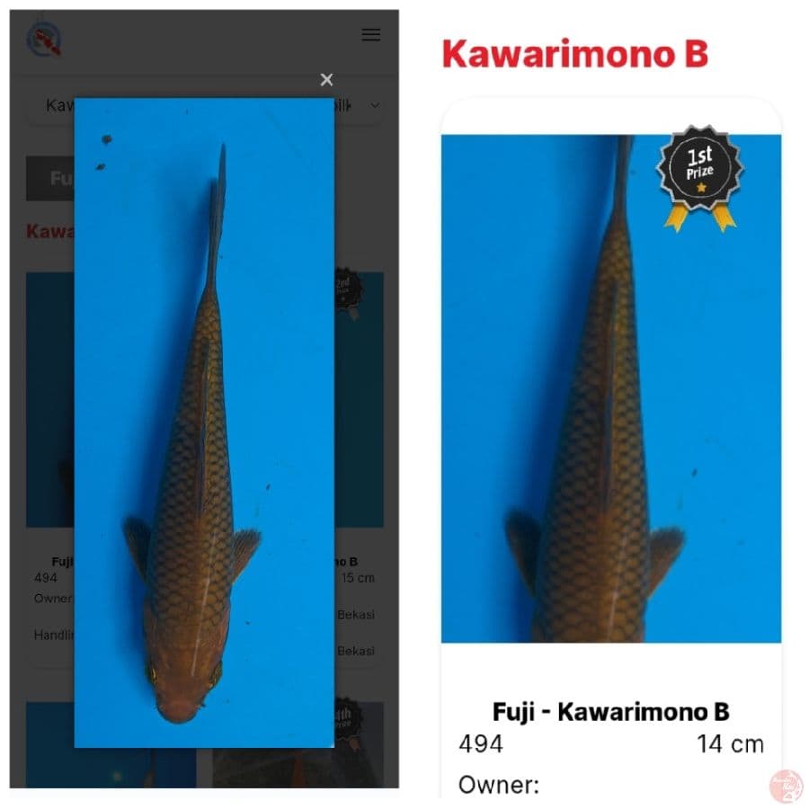 midori goi SQ 17cm