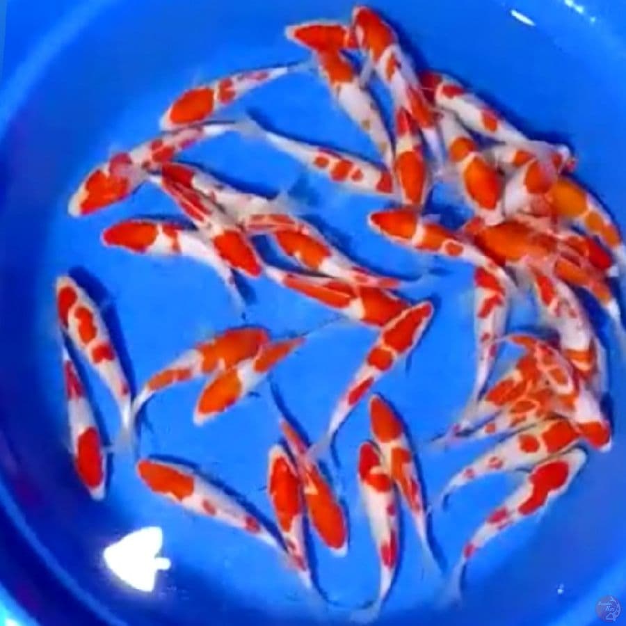 BIBITAN KOHAKU 17-22CM 40EKOR