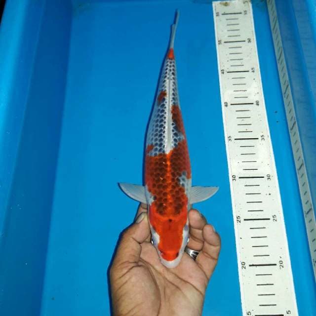 Red goshiki