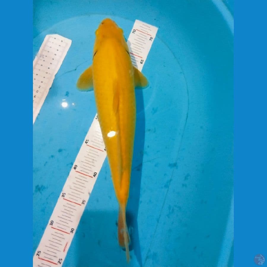 karasi berpunuk jantan 41cm