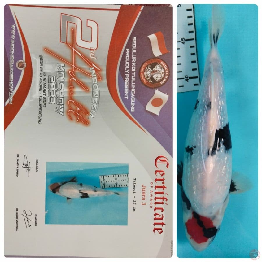 tancho gindrin prestasi 2 kali blitar+TUlungagung size 30BU