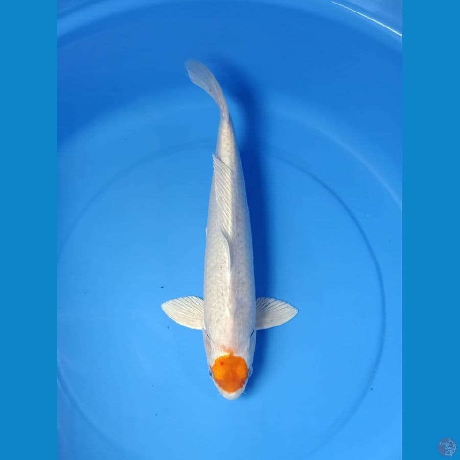 Hariwake Tancho 40cm