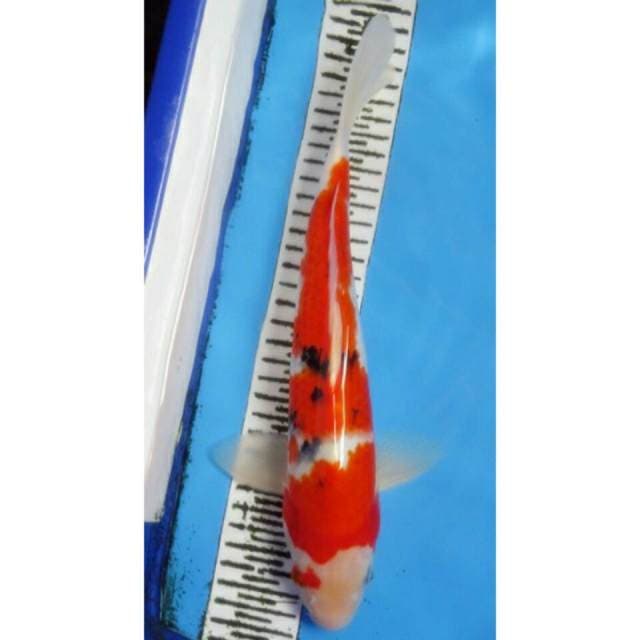 Sanke 32CM