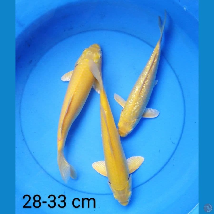 karashi 28-33 cm