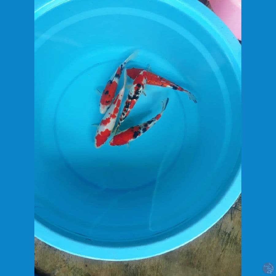 Paket Kohaku Sanke mix Grindrin 20-23cm 5ekor