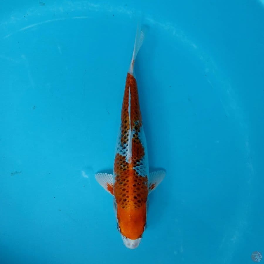 KUJAKU 31CM