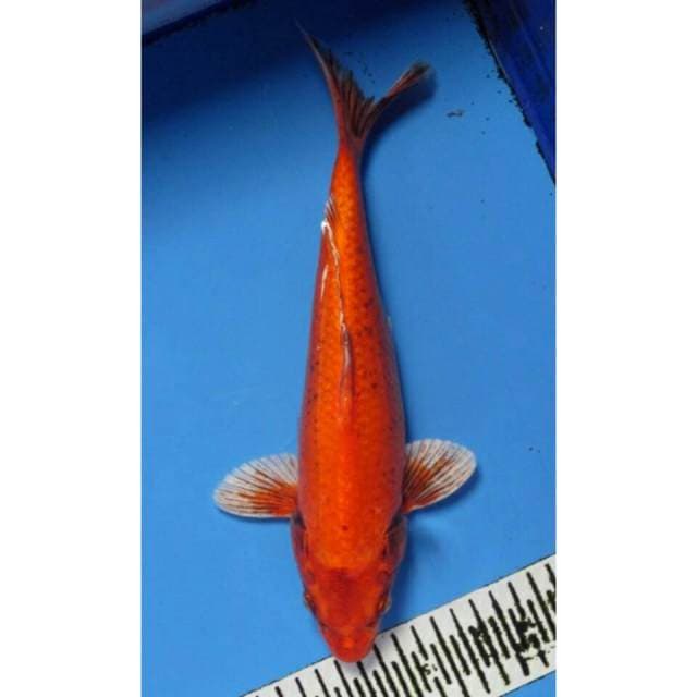 Ogon 30CM