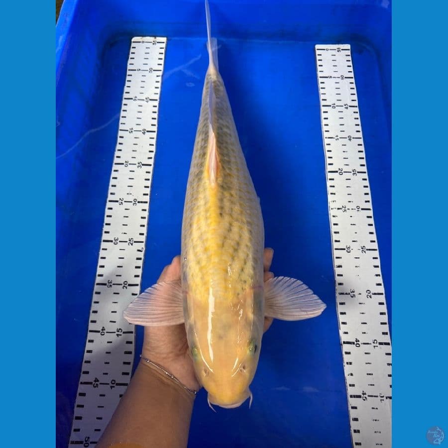 karashi 48 cm