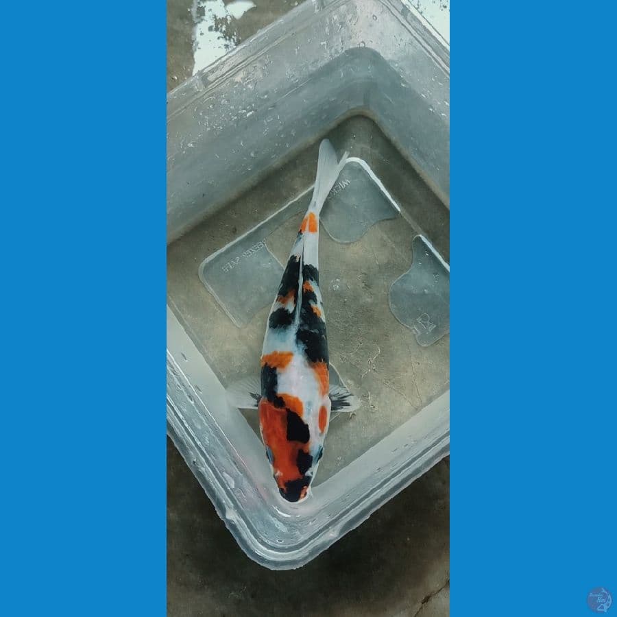 Kindai Showa 20cm