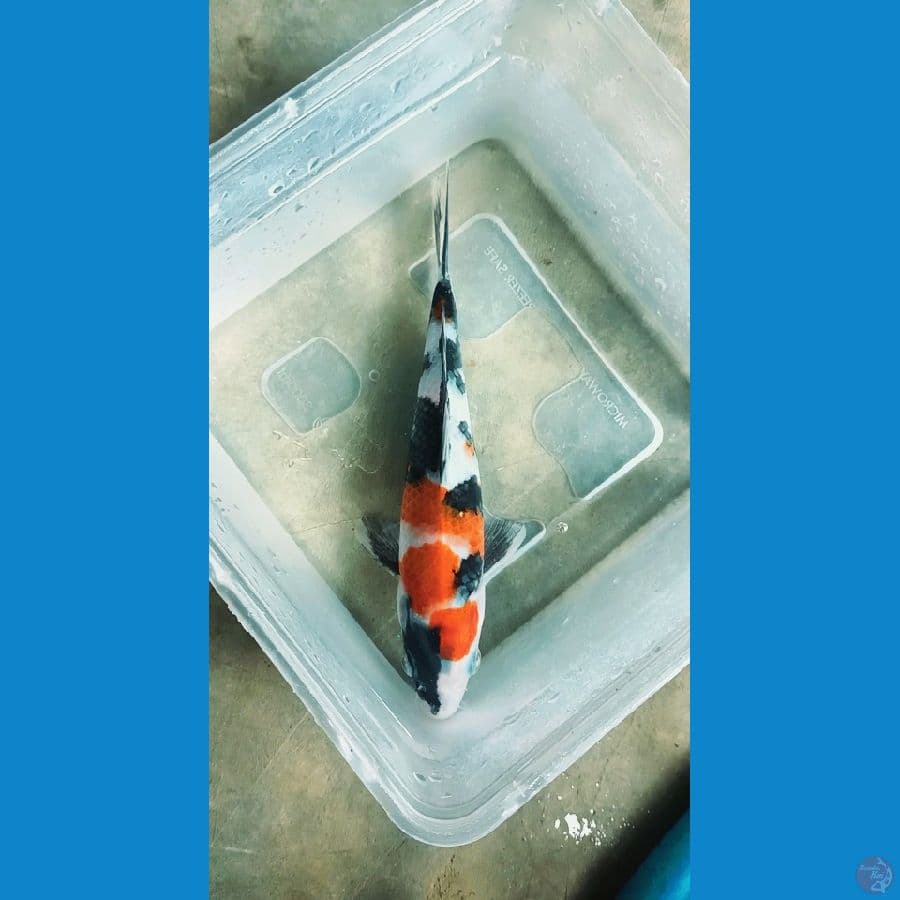 Kindai Showa 20cm