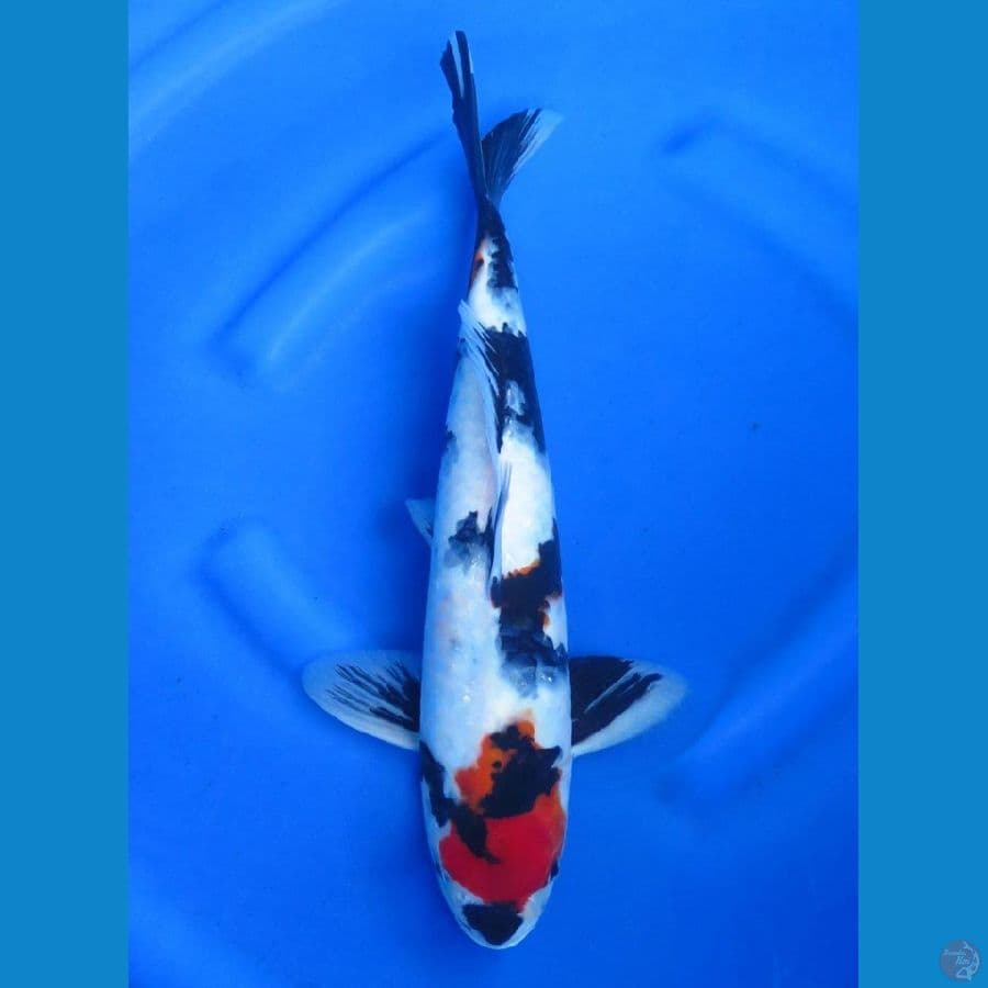 Tancho Showa Jantan ,40cm