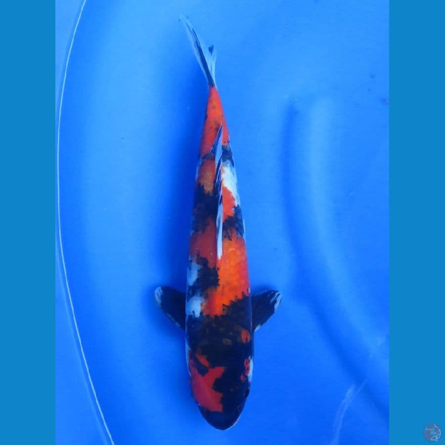 33cm Red Showa