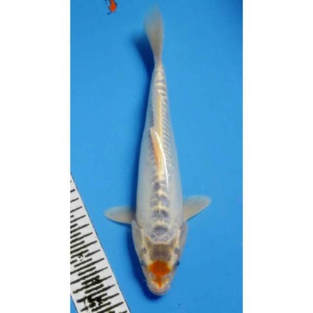 Tancho kawari 30CM