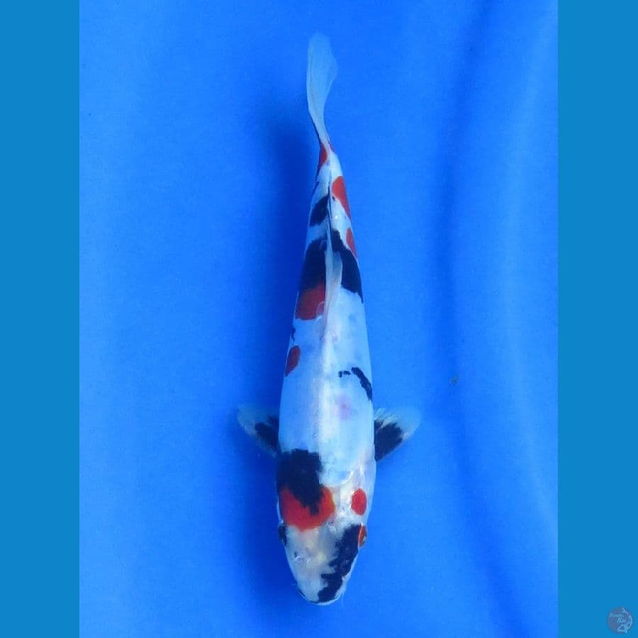 Doitsu Showa Murni, 18cm