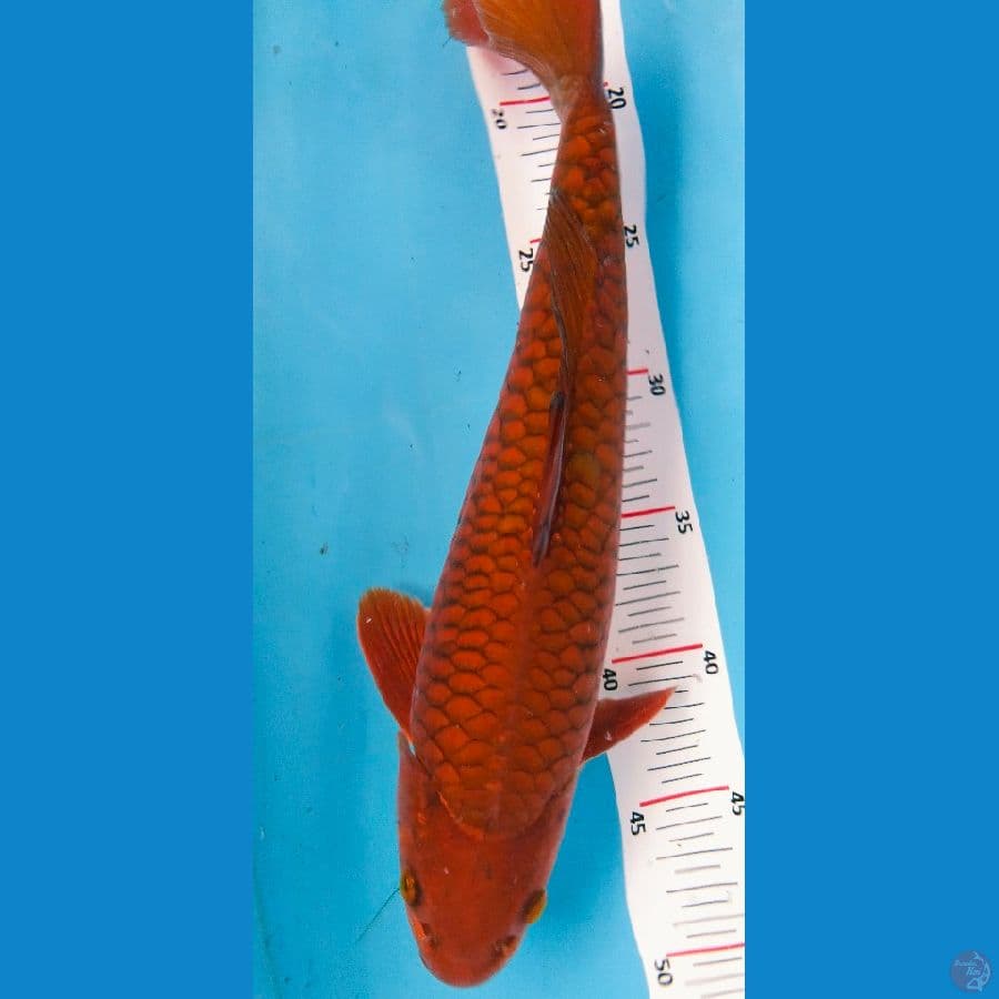 chagoi sisik naga 35cm