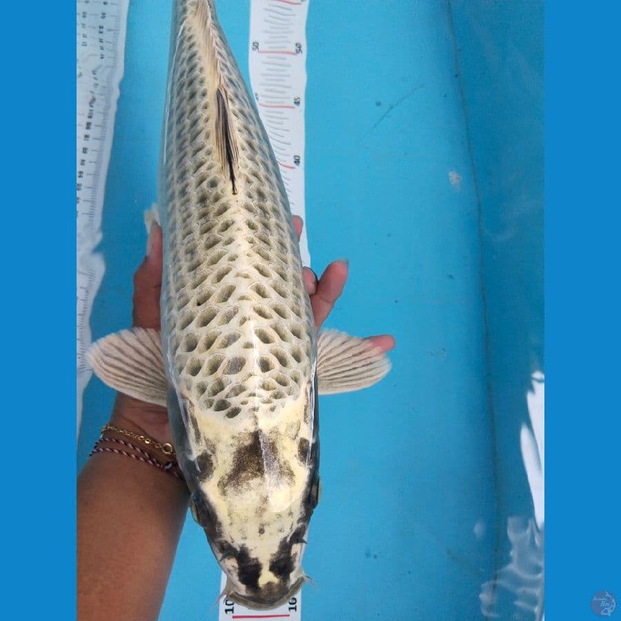 mukasi 42cm