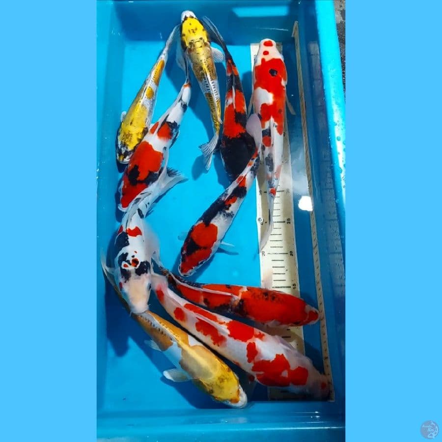 KOHAKU SANKE SHOWA KIKI 28-35 CM