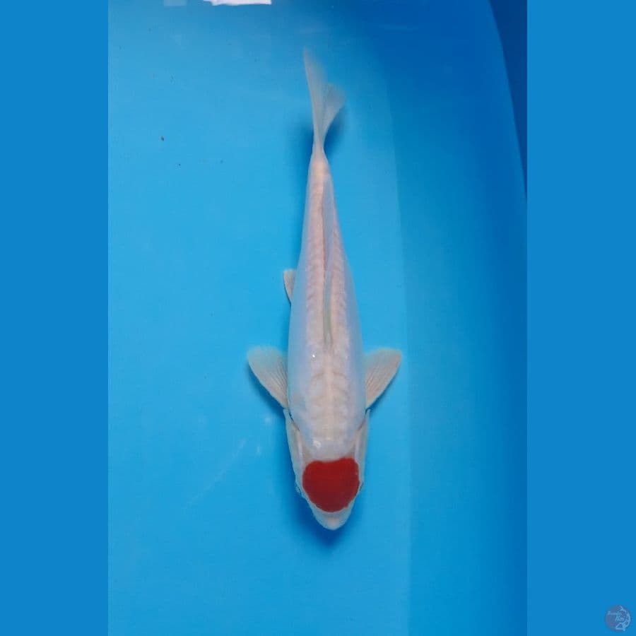 tancho doit ori 27 cm