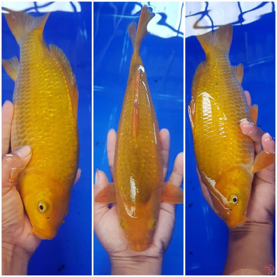 CARAMEL 31CM