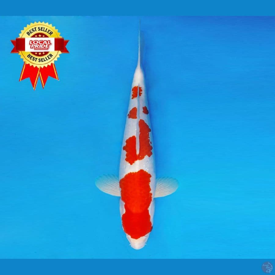 HARUNA 3 - Kohaku 40 cm/fm ™