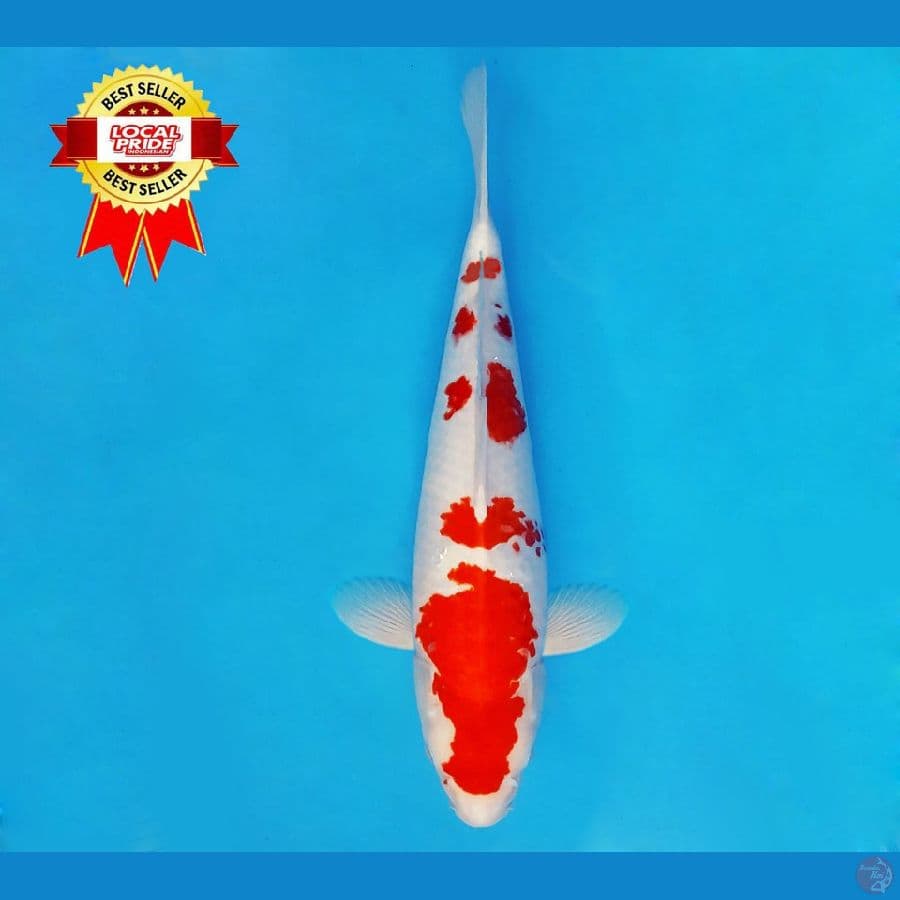 HARUNA 6 ~ Kohaku Kanoko 43 cm/fm ™