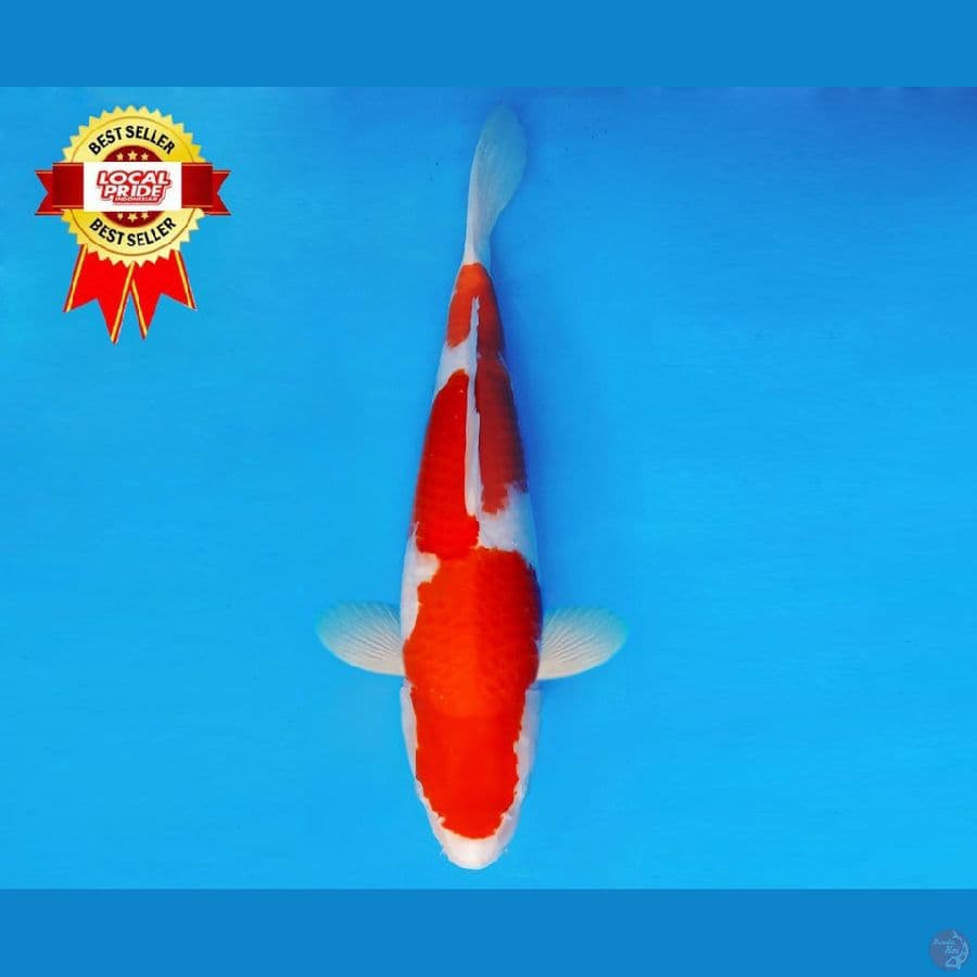 HARUNA 7 ~ Inazuma Kohaku 42 cm/fm ™