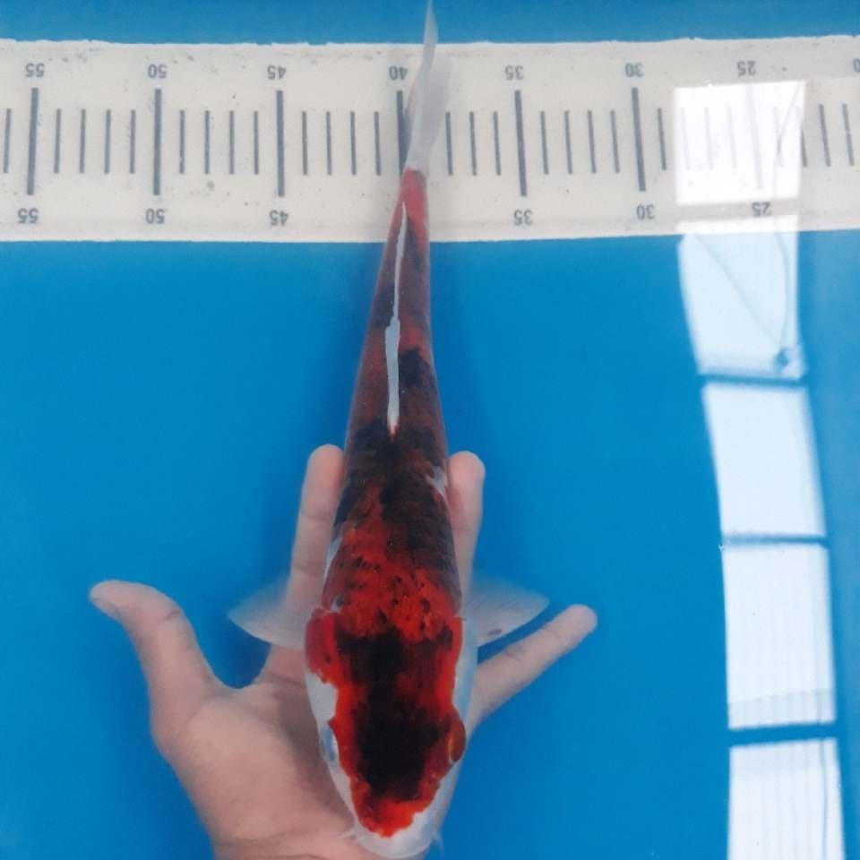 GOROMO (31cm)