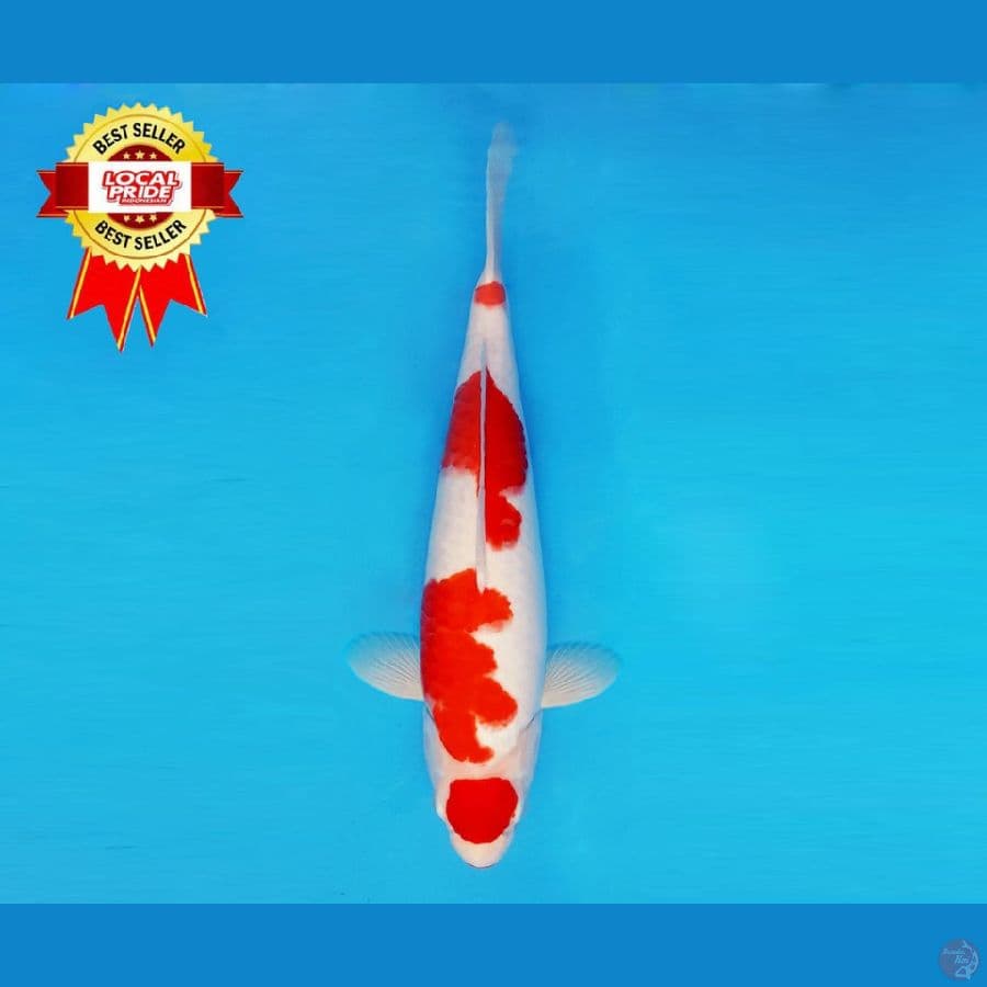HARUNA 12 ~ Maruten Kohaku 37 cm/fm ™
