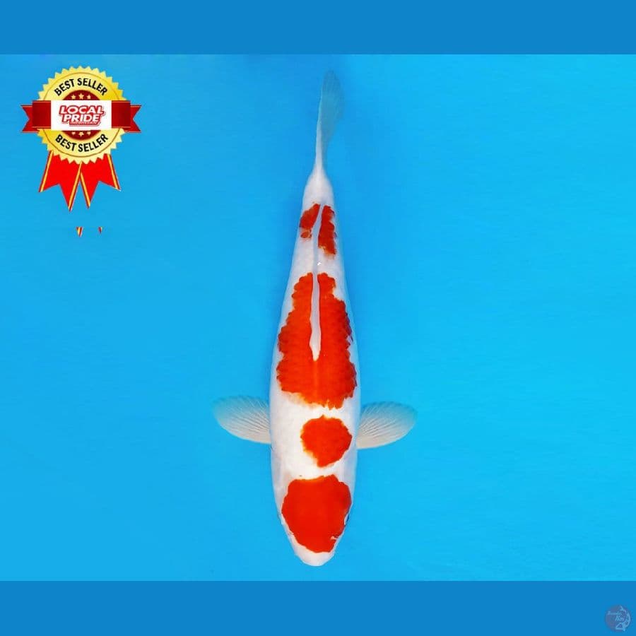 HARUNA 13 ~ Maruten Kohaku 43 cm/fm ™