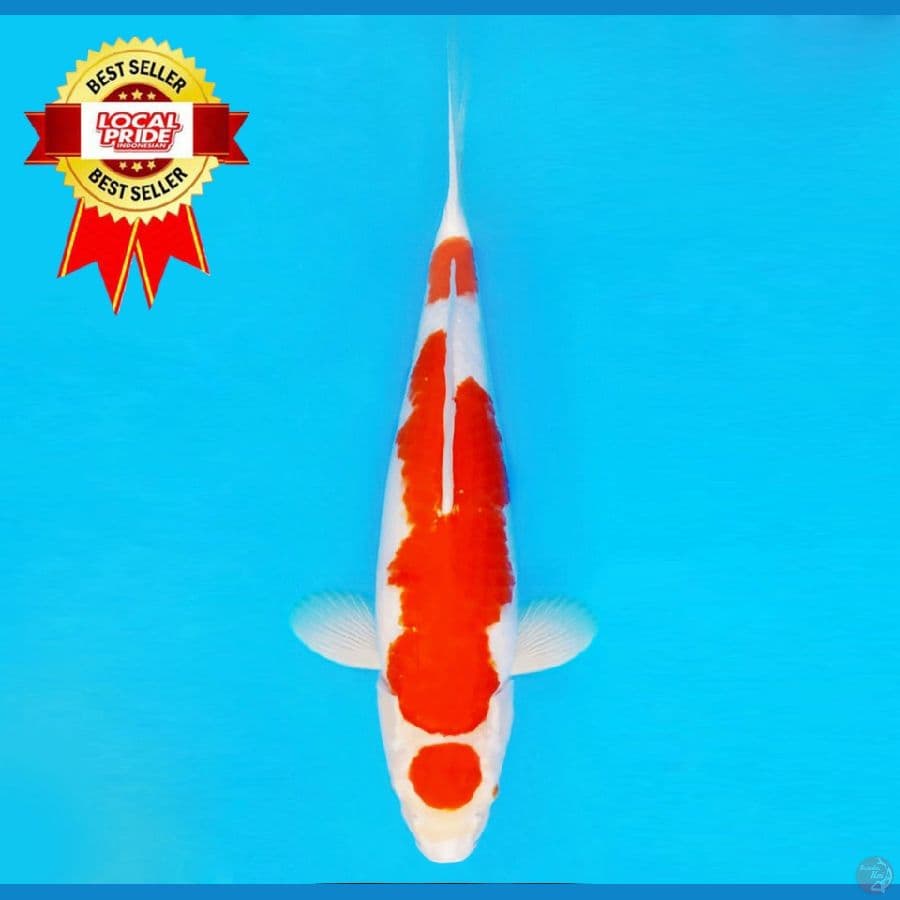 HARUNA 14 ~ Maruten Kohaku 44 cm/fm ™