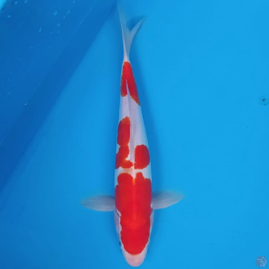 Kohaku Doit Murni ~33 M