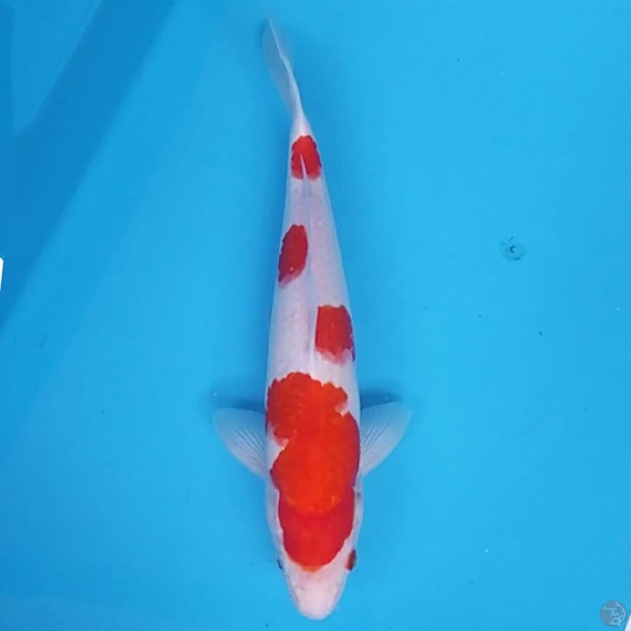 Kohaku ~33 M