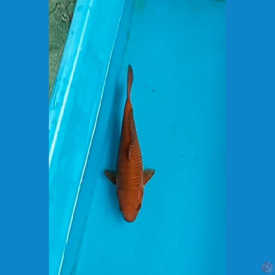 Chagoi tembaga 24 cm