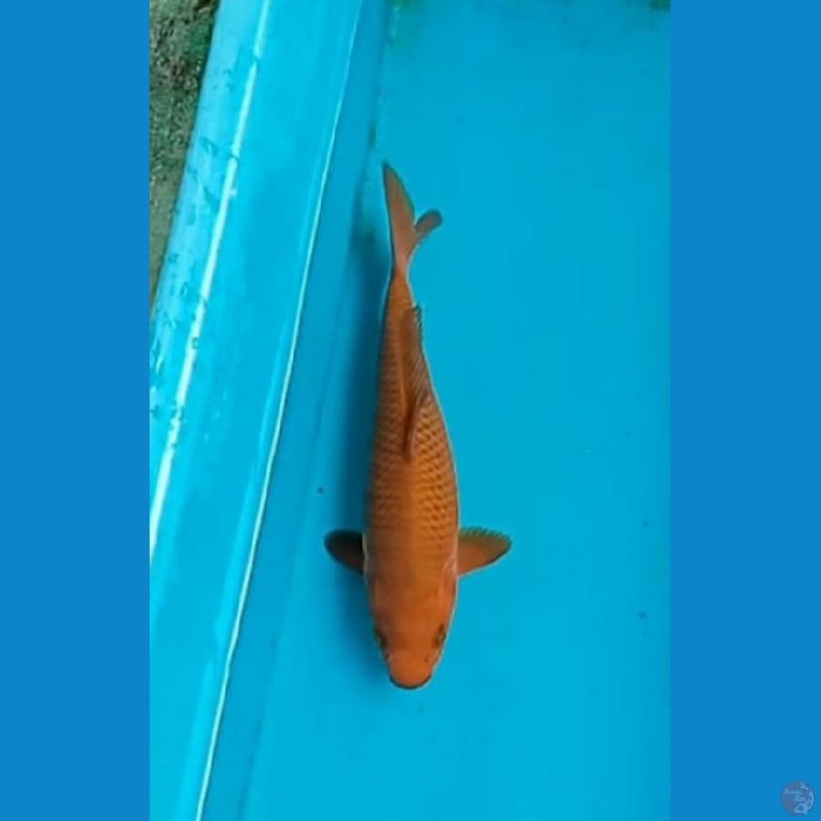 Chagoi tembaga 27 cm