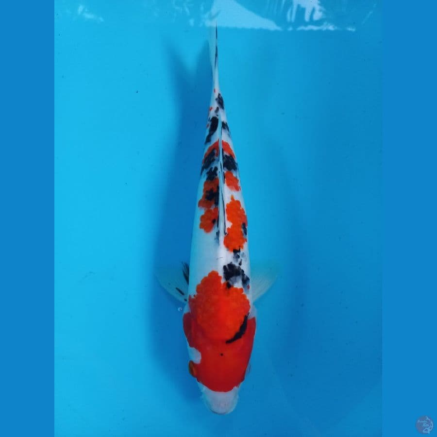 sanke male 32cm