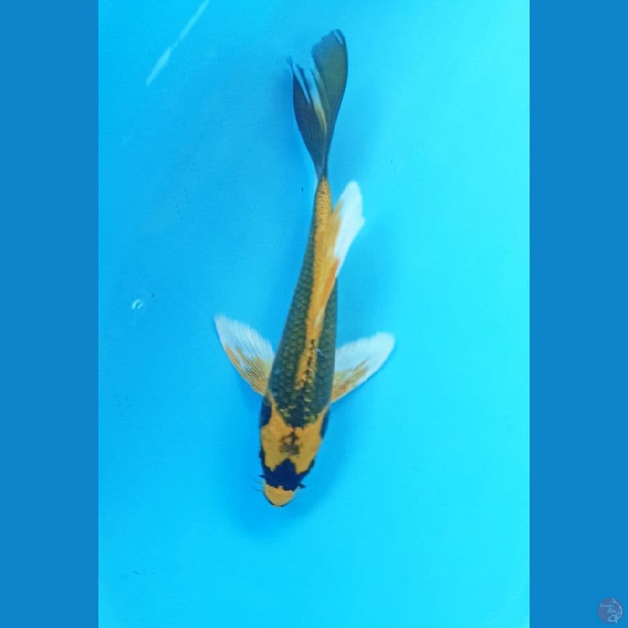 Kumpay 17cm