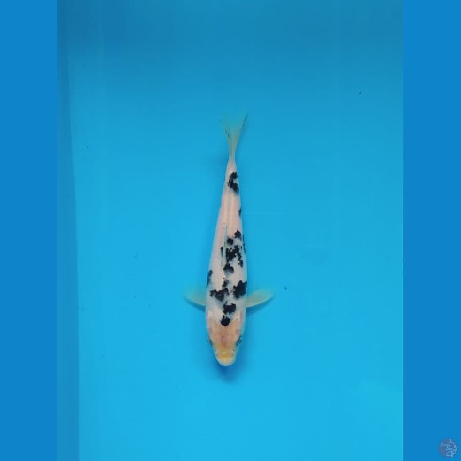 18 cm Bekko Bahan Keeping