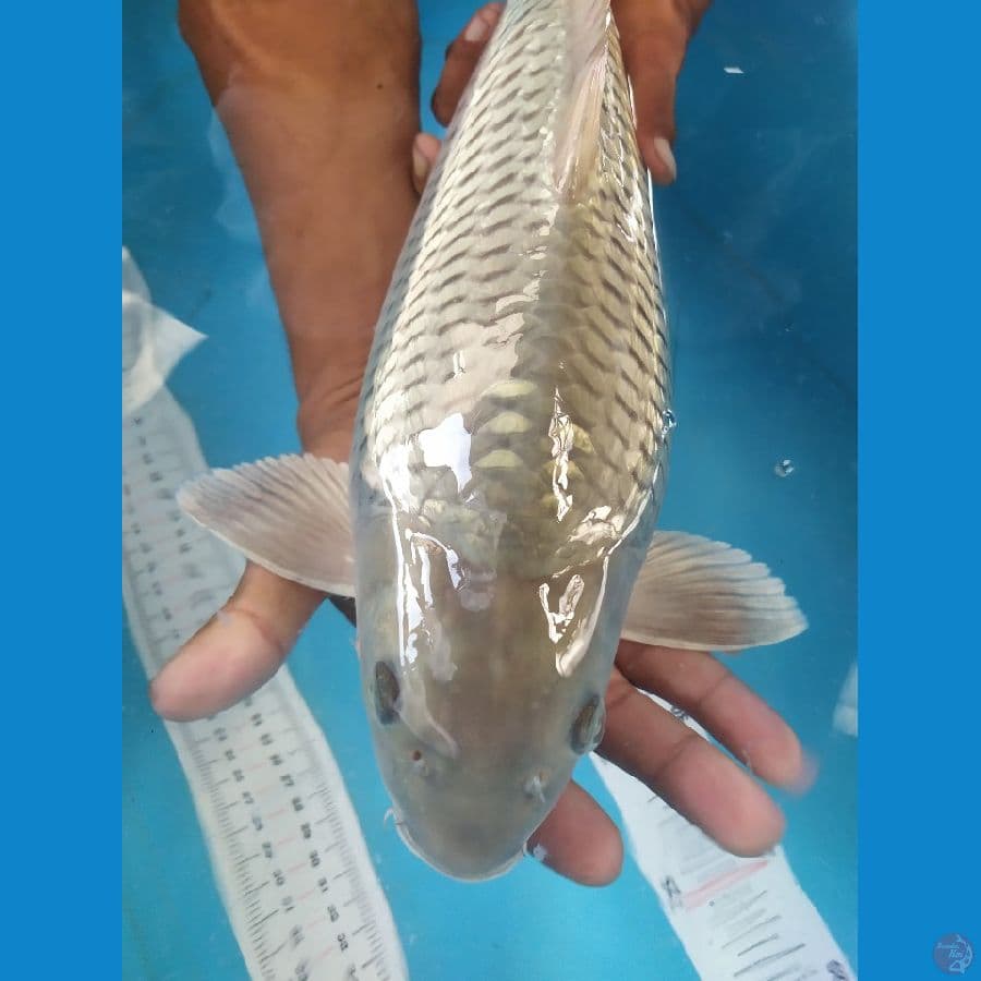 shoragoi gindrin punuk badak SQ 40ap