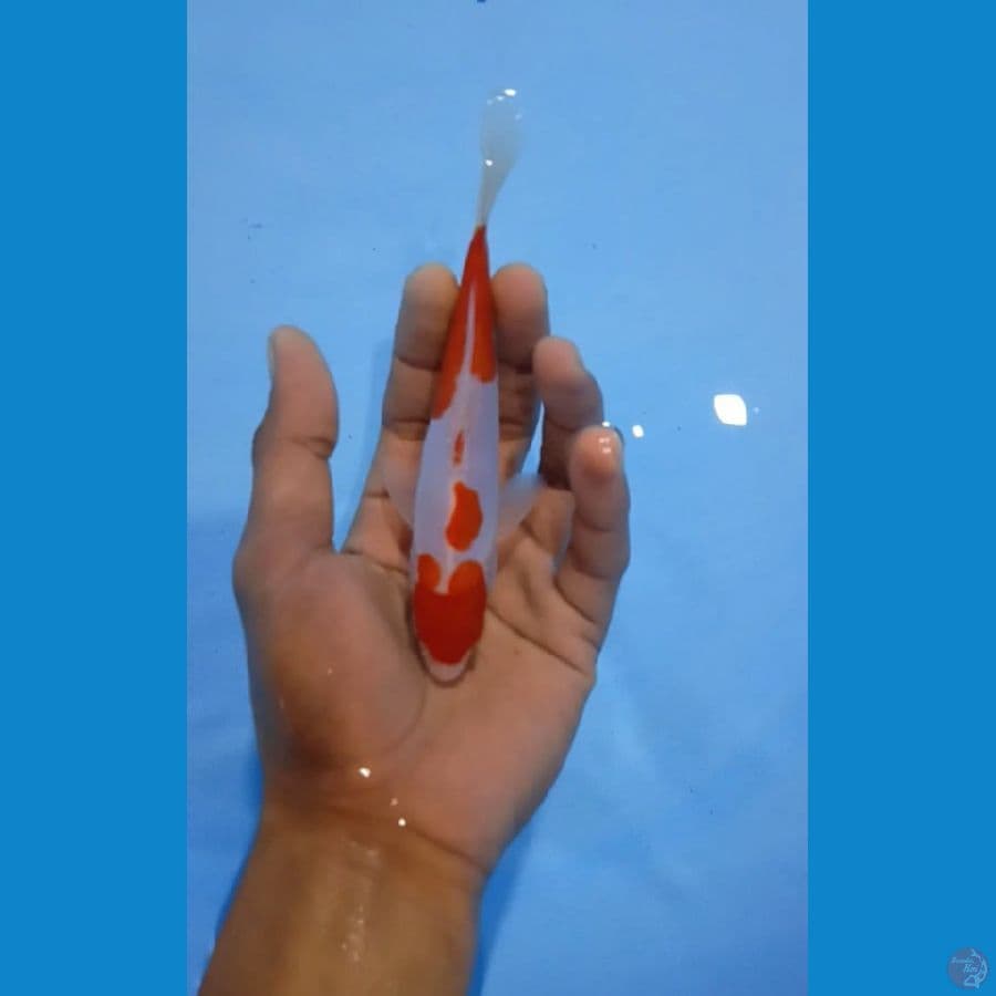 14cm doit
