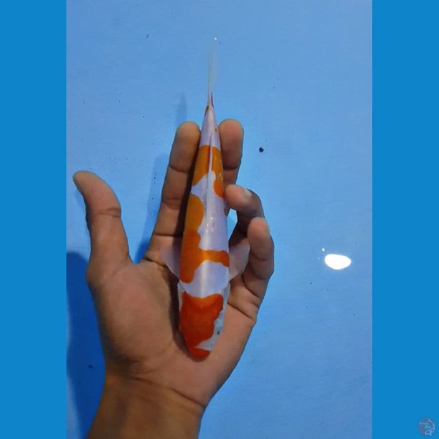 15cm doit