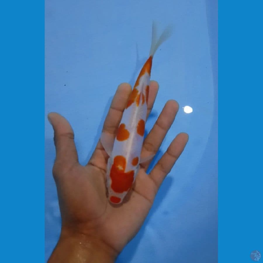 15cm doit