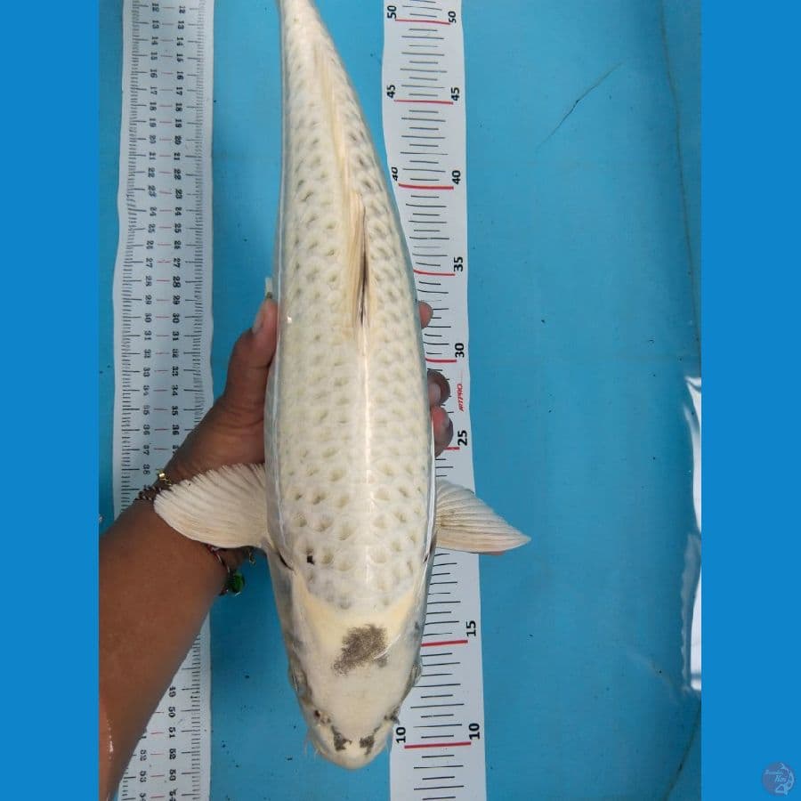 mukasi 40cm