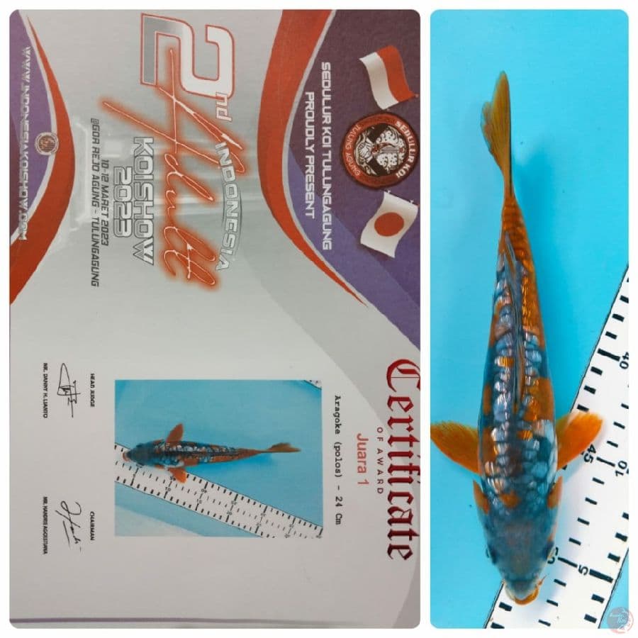 ochiba aragoke sq prestasi juara 1 tulungagung size 24cm